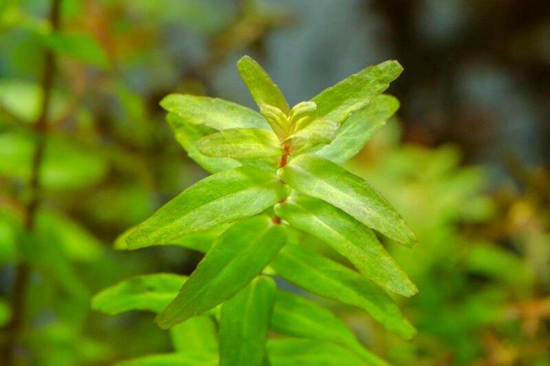 Ротала макрандра (Rotala macrandra Green narrow) 1