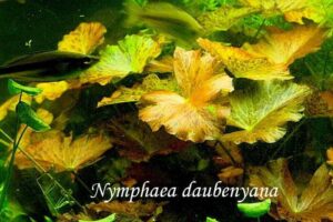 Кувшинка Морская роза (Nymphaea Daubenyana) 2
