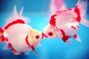 Золотые рыбки - Поцелуй фото