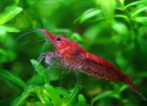 Красная Вишня (Cherry shrimp) 4