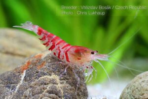 Креветка Тигровая Красная (Red Tiger Shrimp) 4