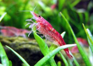 Красная Вишня (Cherry shrimp) 3