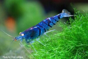 Креветка Синий Тигр/Orange Eye Blue Tiger Shrimp 7