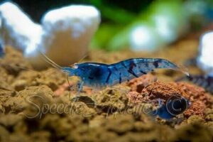 Креветка Синий Тигр/Orange Eye Blue Tiger Shrimp 5