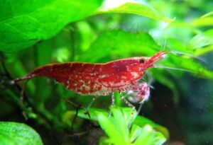 Красная Вишня (Cherry shrimp) 5