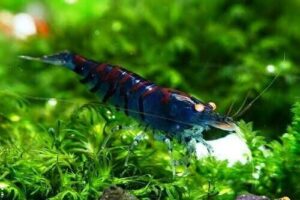 Креветка Синий Тигр/Orange Eye Blue Tiger Shrimp 2
