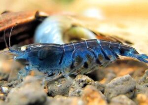 Креветка Синий Тигр/Orange Eye Blue Tiger Shrimp 6