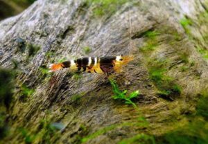 Креветка Пчелка (Caridina serrata) 2