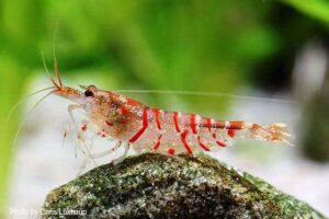 Креветка Тигровая Красная (Red Tiger Shrimp) 1