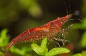 Красная Вишня (Cherry shrimp) 1