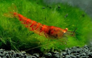 Креветка Тигровая Красная (Red Tiger Shrimp) 8