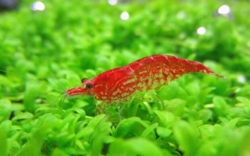 Красная Вишня (Cherry shrimp) 2