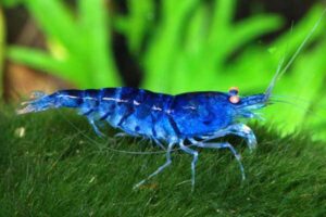 Креветка Синий Тигр/Orange Eye Blue Tiger Shrimp 4