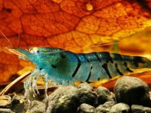 Креветка Синий Тигр/Orange Eye Blue Tiger Shrimp 1