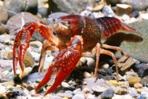 Рак флоридский красный (Procambarus Clarkii)4