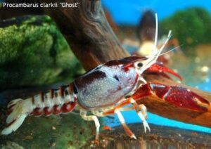 Рак флоридский (Procambarus Clarkii 'Ghost')