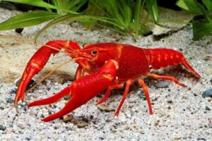 Рак флоридский красный (Procambarus Clarkii)
