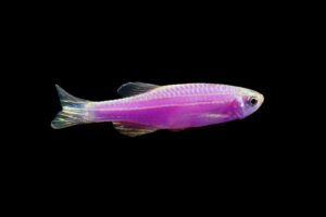 Данио рерио ГлоФиш (GloFish Galactic Purple)