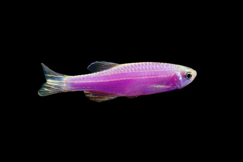 Данио рерио ГлоФиш (GloFish Galactic Purple)