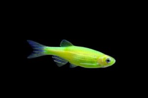 Данио рерио ГлоФиш (GloFish Electric Green)