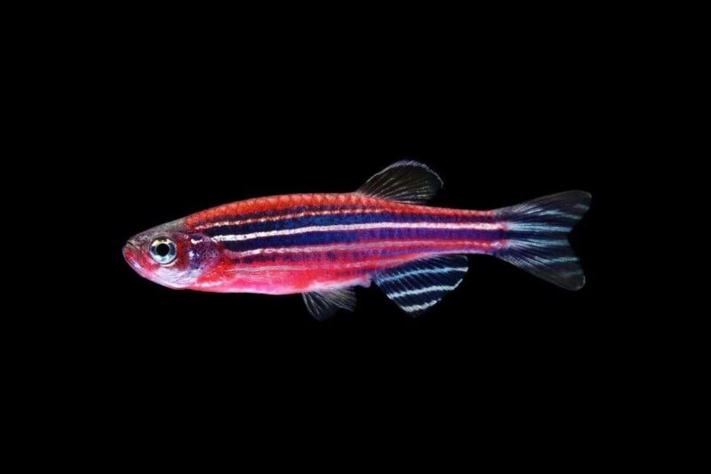 Данио рерио ГлоФиш (GloFish Starfire Red Striped)