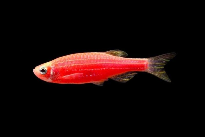 Данио рерио ГлоФиш (GloFish Starfire Red)