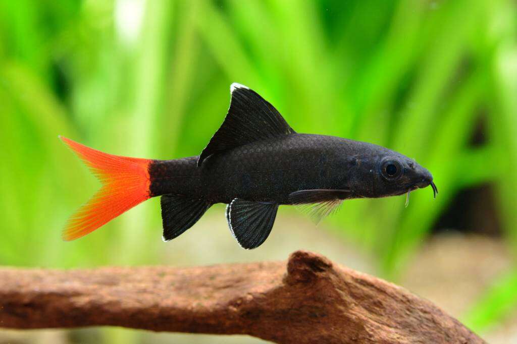 Как называются черные аквариумные рыбки фото