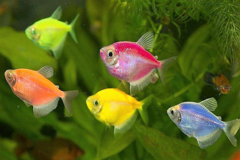 Рыбки яркие для аквариума названия фото