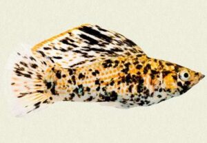 Моллинезия парусная мраморная (Poecilia latipinna)