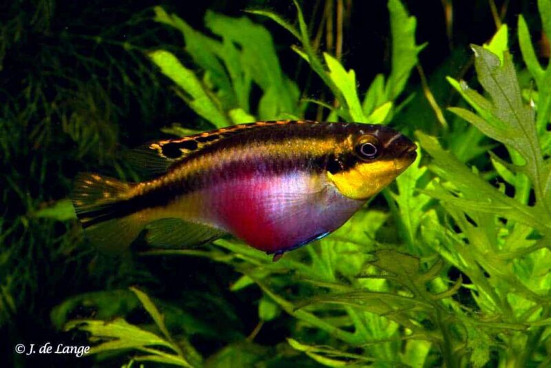 Пельвикахромис пульхер (Pelvicachromis pulcher) 7