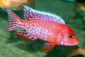 Аулонокара Красная (Aulonocara firefish) 2