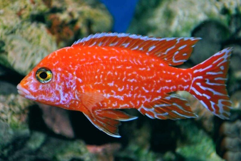 Аулонокара Красная (Aulonocara firefish) 5