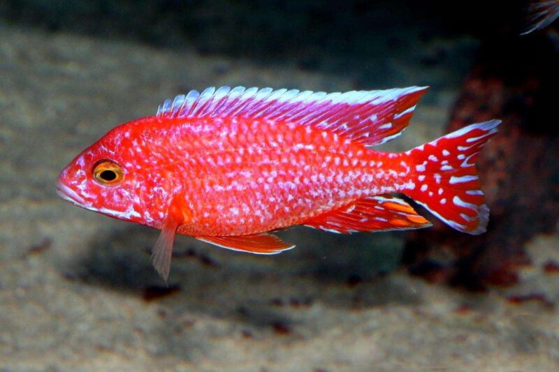 Аулонокара Красная (Aulonocara firefish) 4