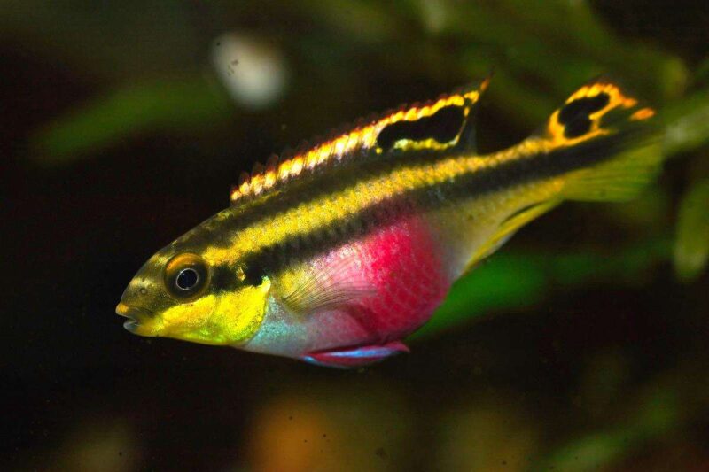 Пельвикахромис пульхер (Pelvicachromis pulcher) 4