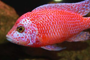 Аулонокара Красная (Aulonocara firefish) 1