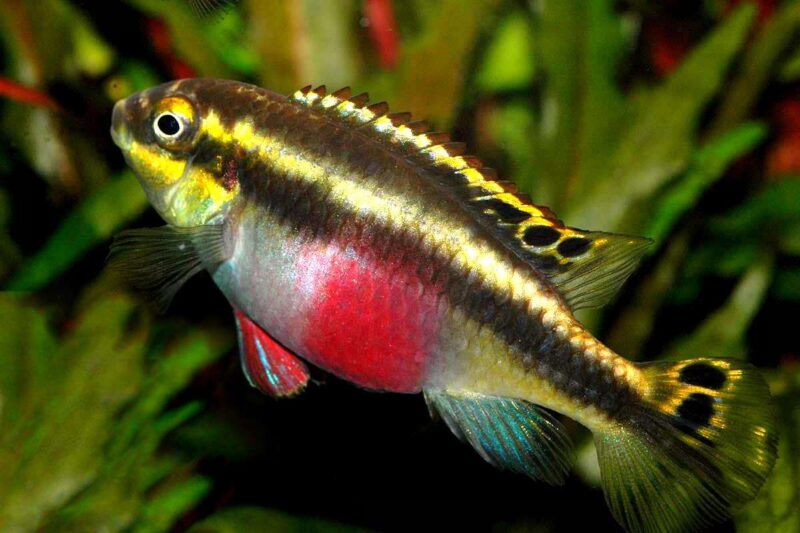 Пельвикахромис пульхер (Pelvicachromis pulcher) 6