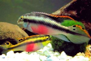 Пельвикахромис пульхер (Pelvicachromis pulcher) 8