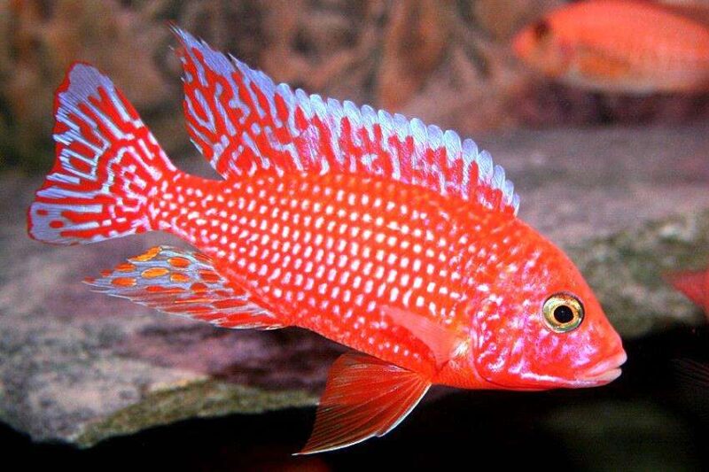 Аулонокара Красная (Aulonocara firefish) 7