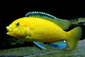 Цихлиды - виды и описания рыб