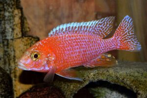 Аулонокара Красная (Aulonocara firefish) 6