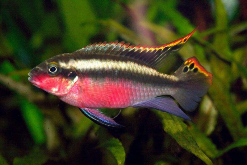 Пельвикахромис пульхер (Pelvicachromis pulcher) 3