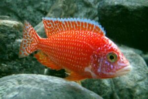 Аулонокара Красная (Aulonocara firefish) 3