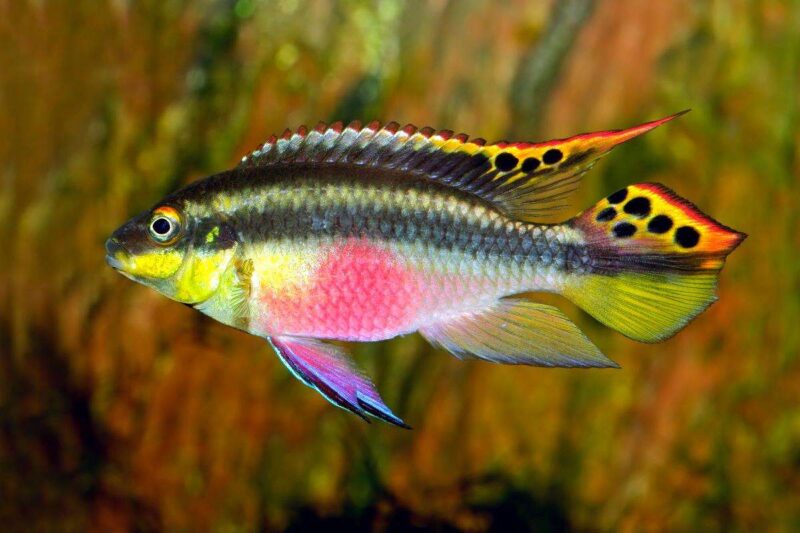 Пельвикахромис пульхер (Pelvicachromis pulcher) 1